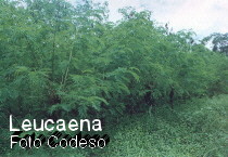Leucaena - Fotos Agroforestales