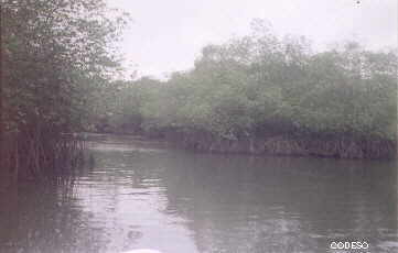 Campanita: El manglar, Reserva Ecológica Cayapas Mataje