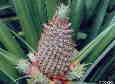 Piña (Ananas comosus)
