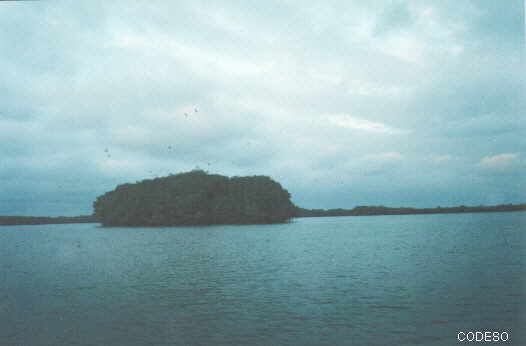 Una isla de manglar es nido para los pelícanos
