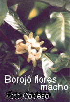 Borojo