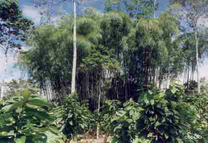 Foto Finca Integral con manchas de Caña de Guadúa