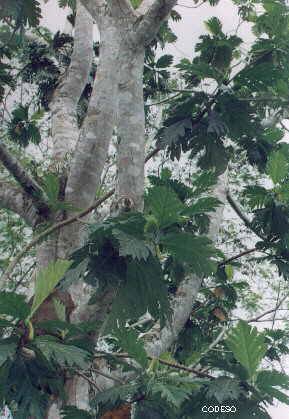 Frutipan - Artocarpus altilis