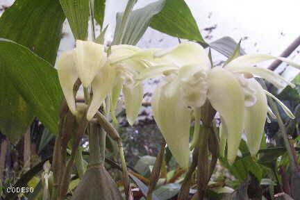 Bilder Orquídeas nativas cerca de Mindo en el noroccidente de Pichincha