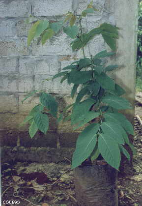 Maní de árbol - Caryodendrom orinocense