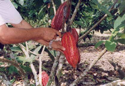 Cosecha de cacao clonal - Theobroma cacao