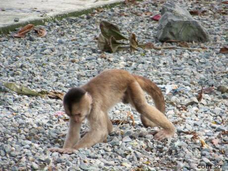Apes Monos Affen Port Misahualli     Provincia Napo Ecuador South America