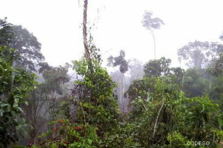 Bosque tropical amazonico