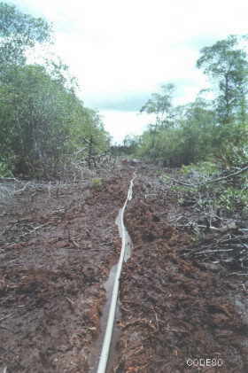 Tubería dentro del manglar